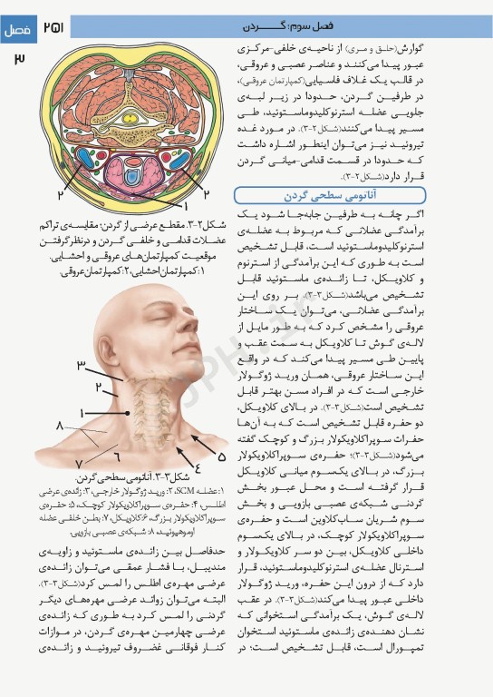 فتوآناتومی سر و گردن