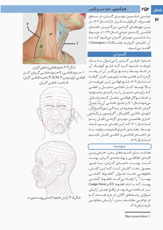 فتوآناتومی سر و گردن