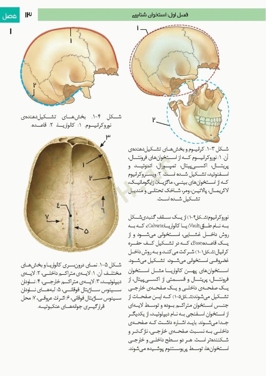 فتوآناتومی سر و گردن