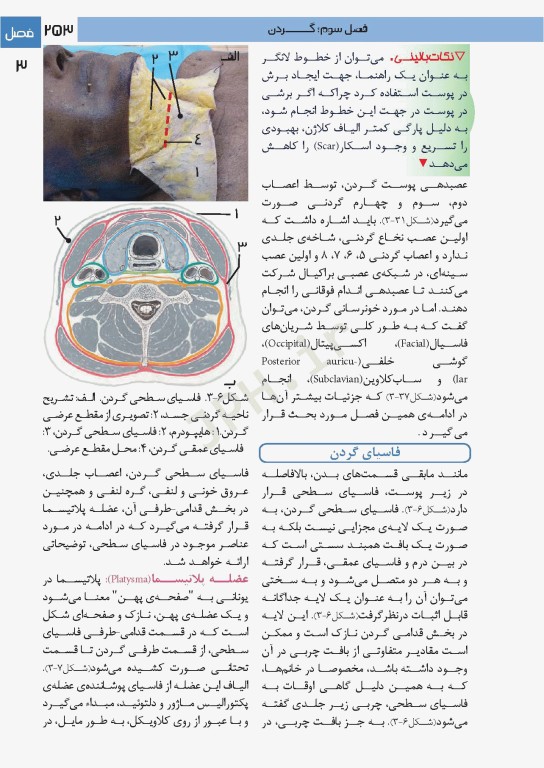 فتوآناتومی سر و گردن