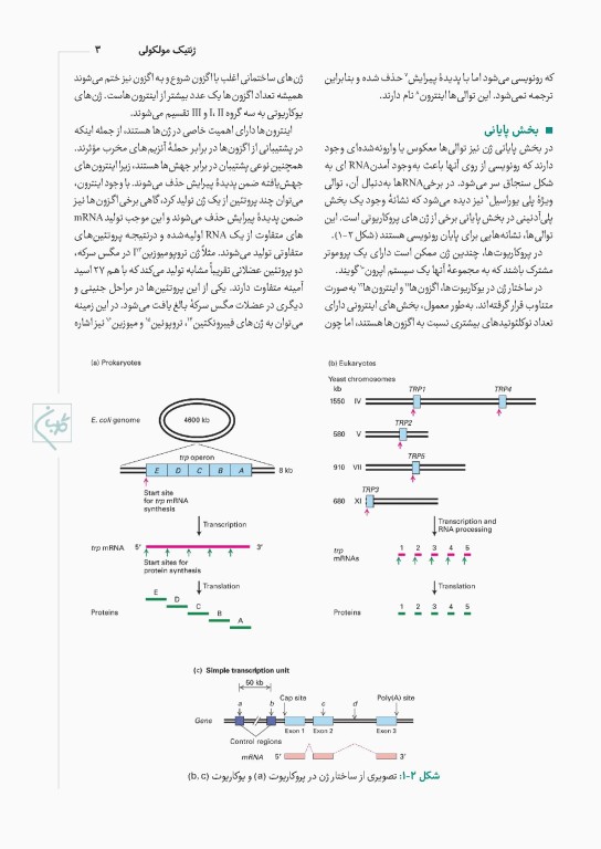 چهل کتاب مامایی گلبان ژنتیک