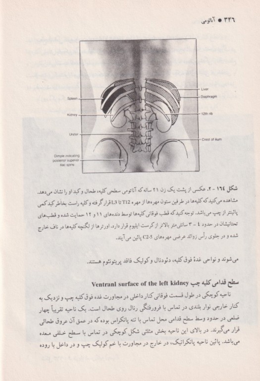آناتومی جلد2 شکم (ابدومن) بهمراه اطلس رنگی گلاسه