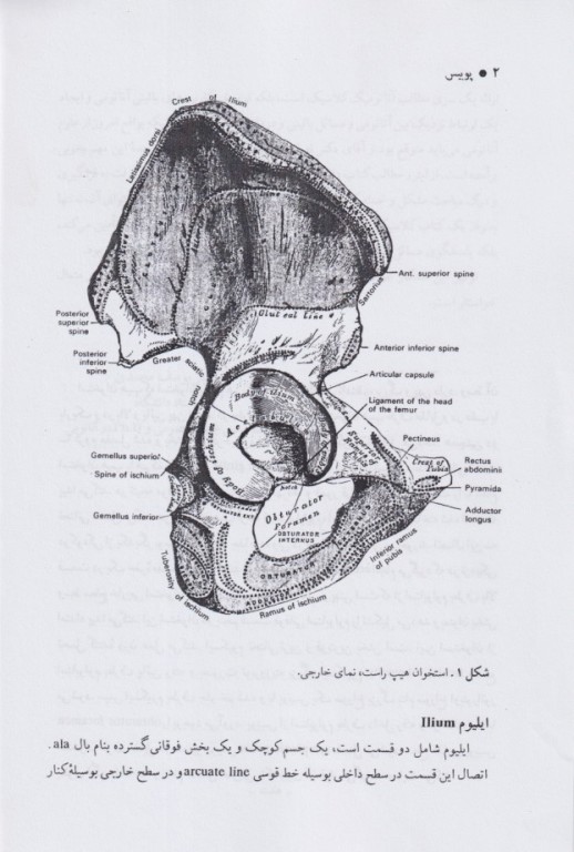 آناتومی جلد3 لگن (پلویس) بهمراه اطلس رنگی