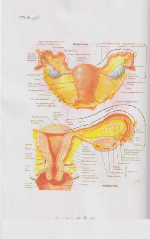 آناتومی جلد3 لگن (پلویس) بهمراه اطلس رنگی
