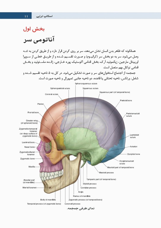 اسکالپ تراپی طب سوزنی سر