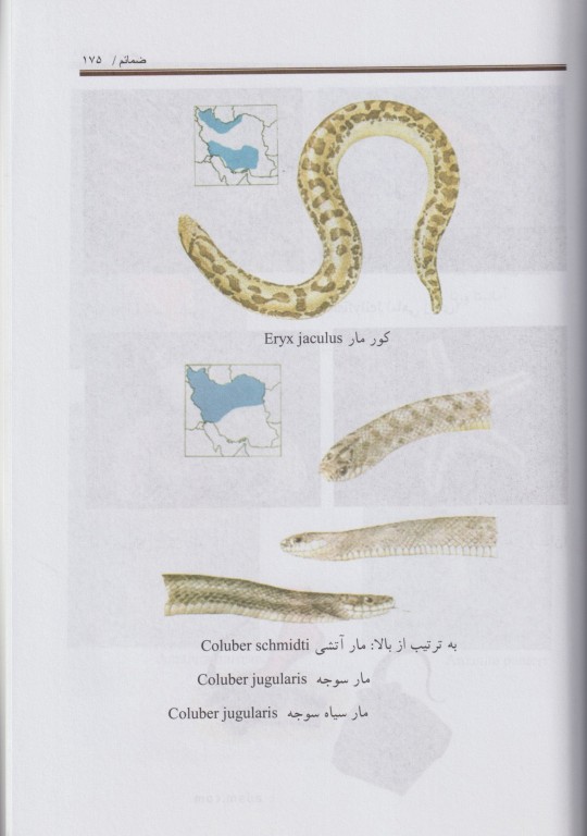 ترجمه مباحث بیماری‌های ناشی از آسیب‌های محیطی تینتینالی