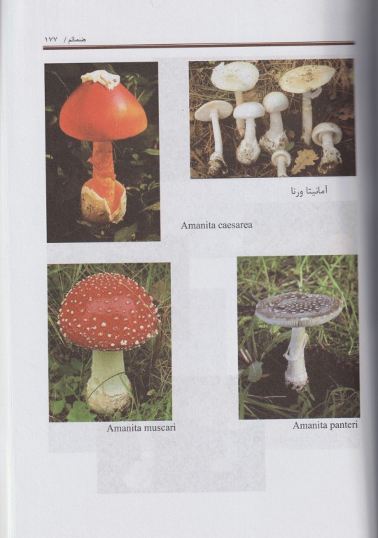 ترجمه مباحث بیماری‌های ناشی از آسیب‌های محیطی تینتینالی