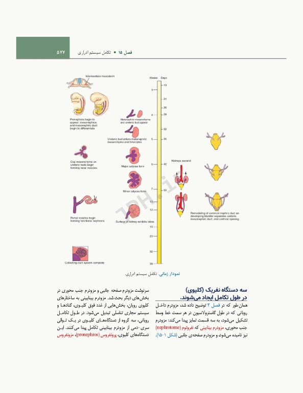 جنین‌شناسی انسانی لارسن 2021