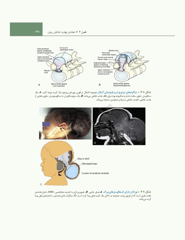 جنین‌شناسی انسانی لارسن 2021
