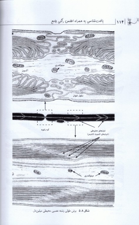 بافت‌شناسی به همراه اطلس رنگی جامع