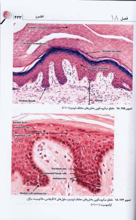 بافت‌شناسی به همراه اطلس رنگی جامع