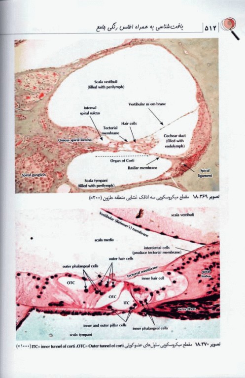 بافت‌شناسی به همراه اطلس رنگی جامع