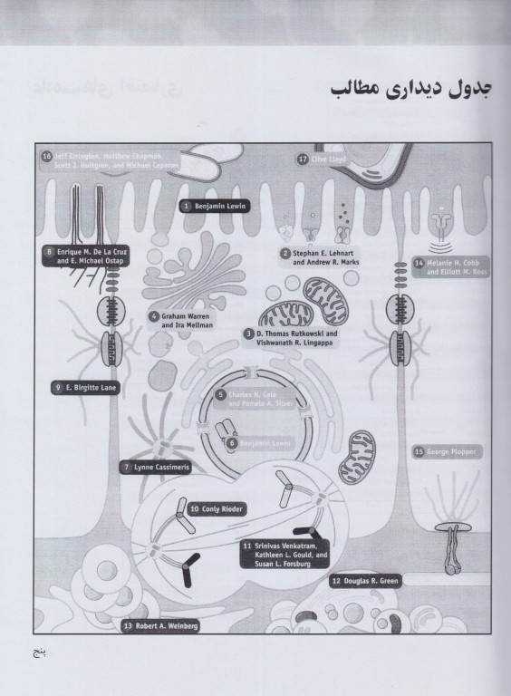 سلول جلد اول