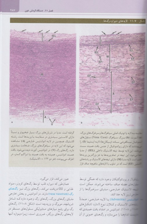 بافت‌شناسی پایه جان کوئیرا 2024 دکتر حسن‌زاده