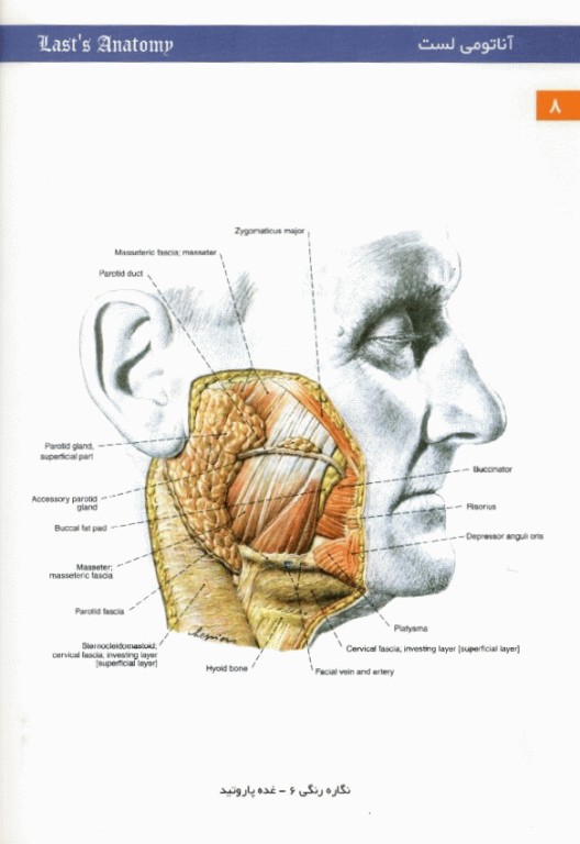 آناتومی لست 2000 سر و گردن و استخوان جلد سوم