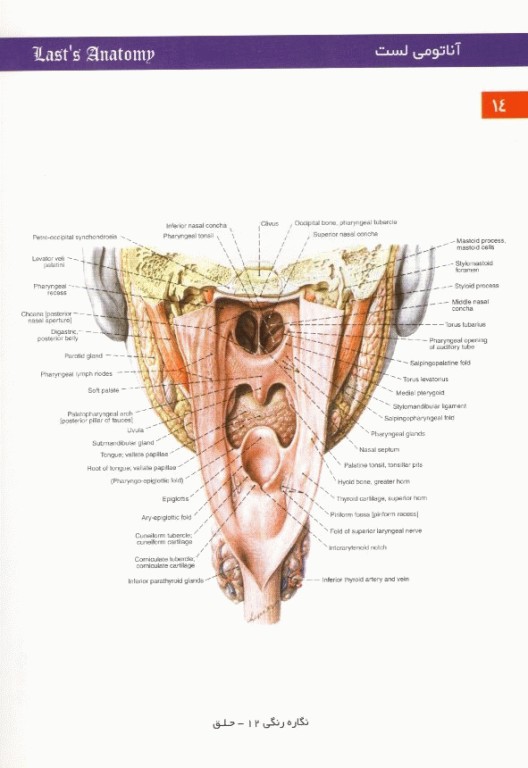 آناتومی لست 2000 سر و گردن و استخوان جلد سوم