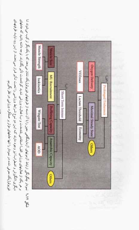 اصول بنیادی فیزیولوژی ورزشی (2) سنجش عملکرد و موضوعات ویژه فعالیت ورزشی