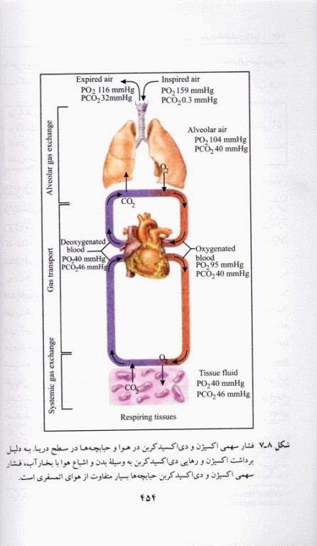 اصول بنیادی فیزیولوژی ورزشی (1) انرژی، سازگاریها و عملکرد ورزشی