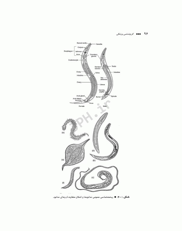 کرم‌شناسی پزشکی دکتر محمدامین قطعی