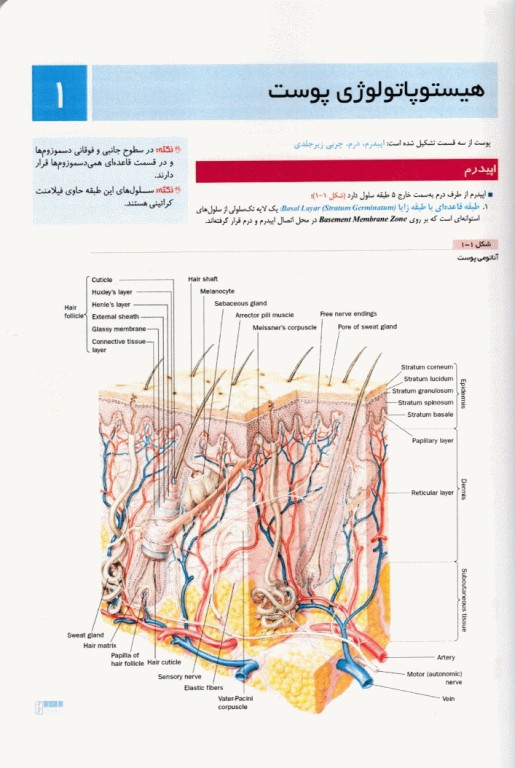 آسان آموز پزشکی abc medicine درس آزمون بیماری‌های پوست و مو