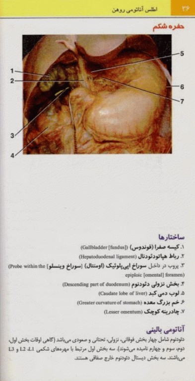 اطلس جیبی آناتومی روهن