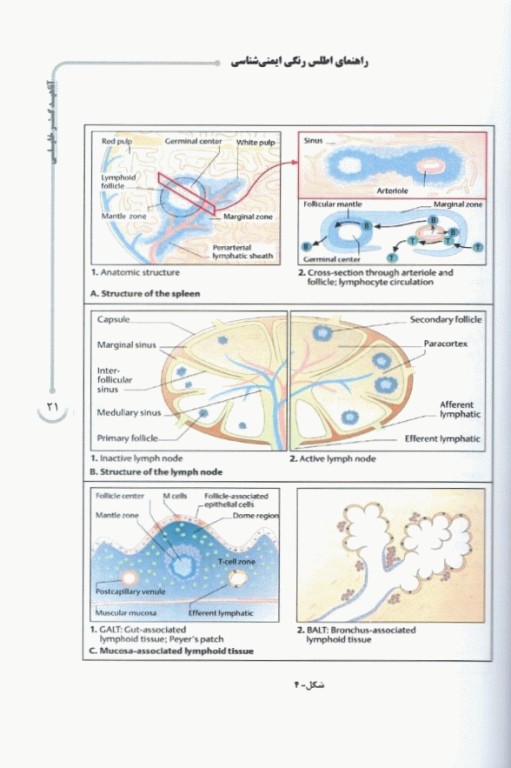 راهنمای اطلس رنگی ایمنی‌شناسی