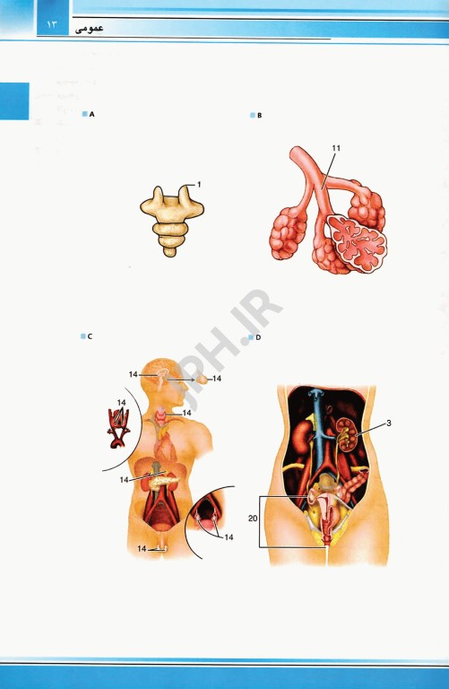 اطلس توصیفی آناتومی دورلند گری