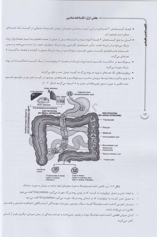 درسنامه AGK انگل‌شناسی تخصصی (تک یاخته‌شناسی و کرم‌شناسی)