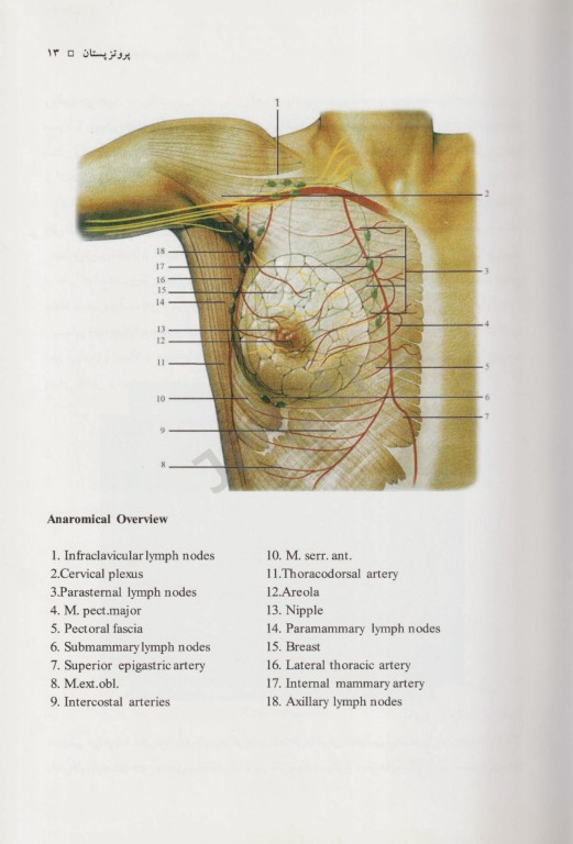 دانستنی‌های جراحی پلاستیک