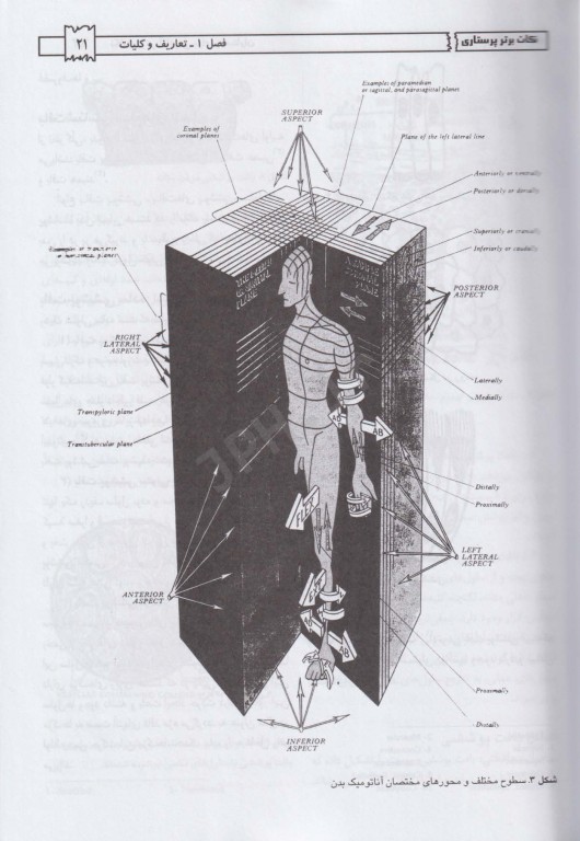 نکات برتر آناتومی برای پرستار