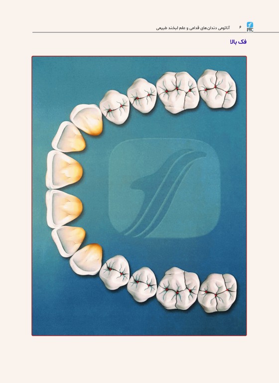 آناتومی دندان‌های قدامی و علم لبخند طبیعی