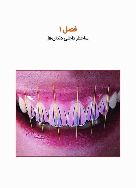 آناتومی دندان‌های قدامی و علم لبخند طبیعی