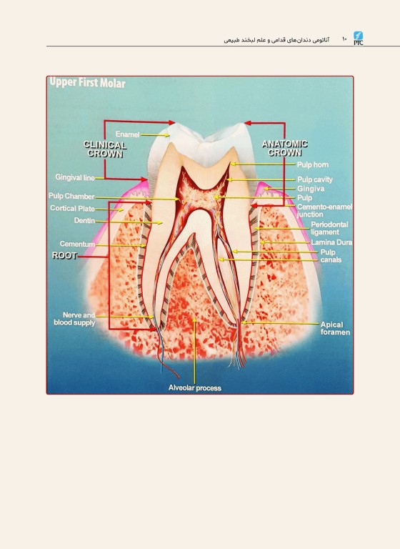 آناتومی دندان‌های قدامی و علم لبخند طبیعی