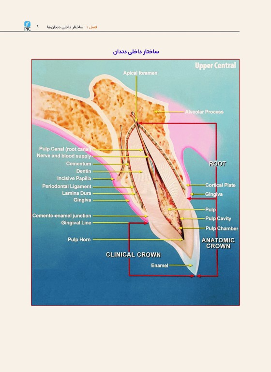 آناتومی دندان‌های قدامی و علم لبخند طبیعی