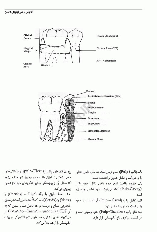 آناتومی و مورفولوژی دندان تئوری و عملی