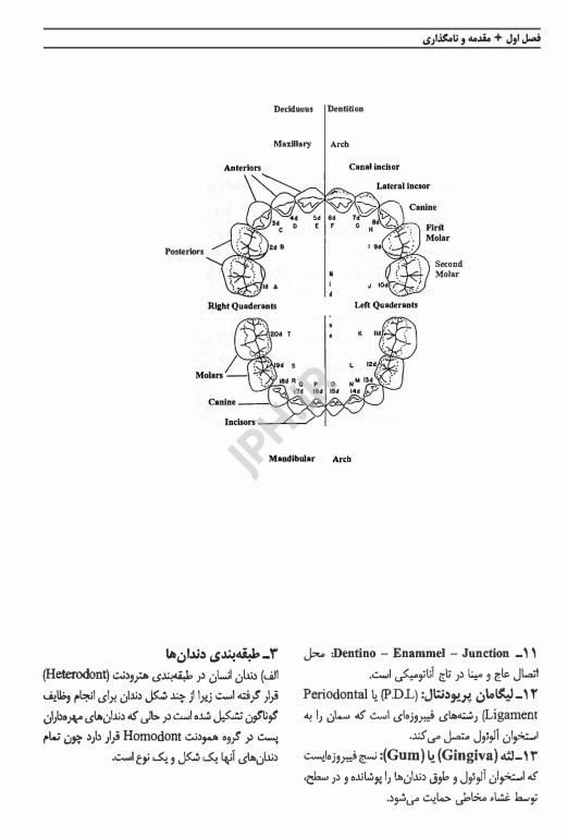 آناتومی و مورفولوژی دندان تئوری و عملی