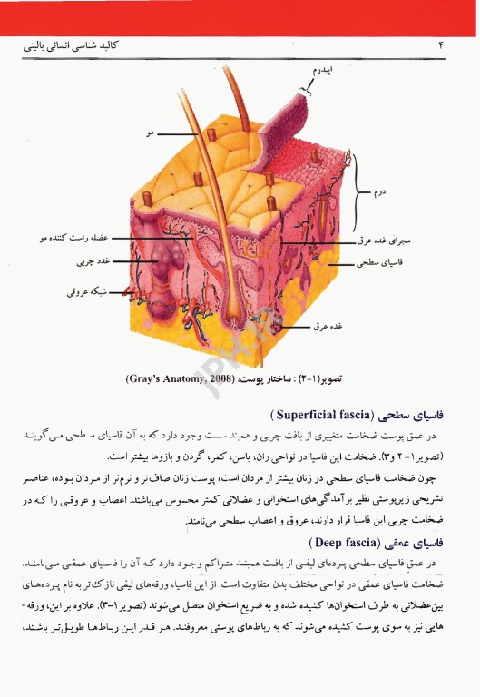 کالبدشناسی انسانی بالینی محرری