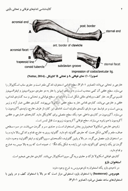کالبد شناسی اندام‌های فوقانی و تحتانی بالینی محرری