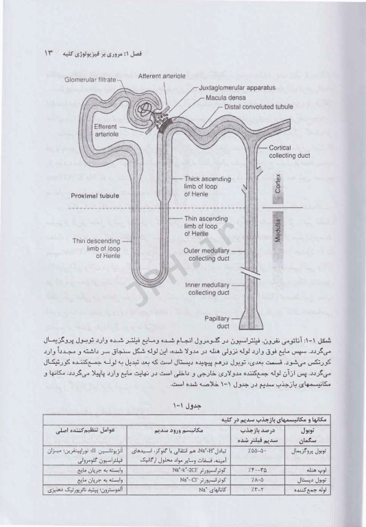 اصول پاتوفیزیولوژی کلیه