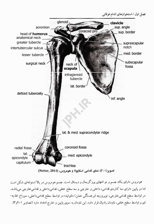 کالبد شناسی اندام‌های فوقانی و تحتانی بالینی محرری