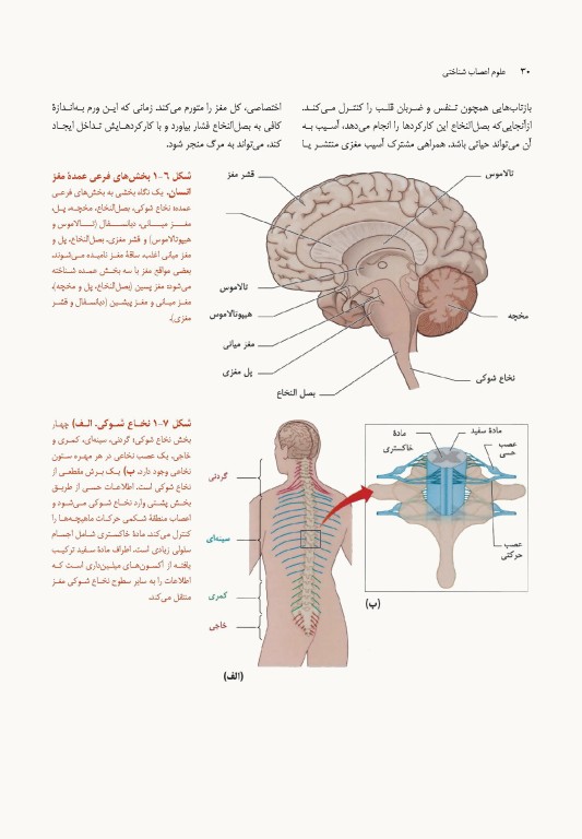 علوم اعصاب شناختی‎ ‎‏(نوروسایکولوژی) جلد اول‏