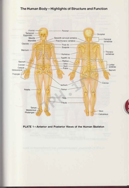 فرهنگ لغت پزشکی دورلند 2012 | dorlands Pocket Medical Dictionary