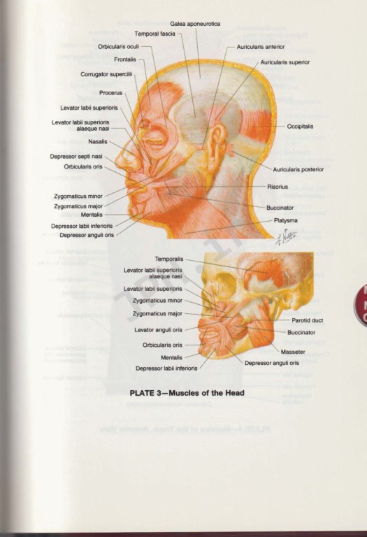 فرهنگ لغت پزشکی دورلند 2012 | dorlands Pocket Medical Dictionary