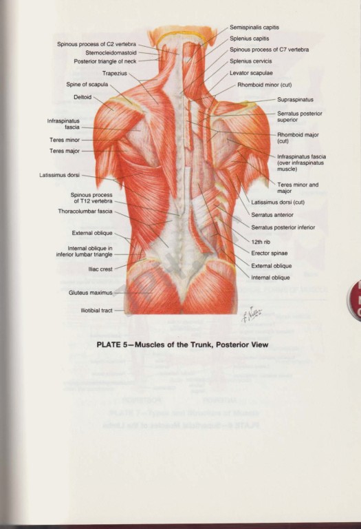 فرهنگ لغت پزشکی دورلند 2012 | dorlands Pocket Medical Dictionary