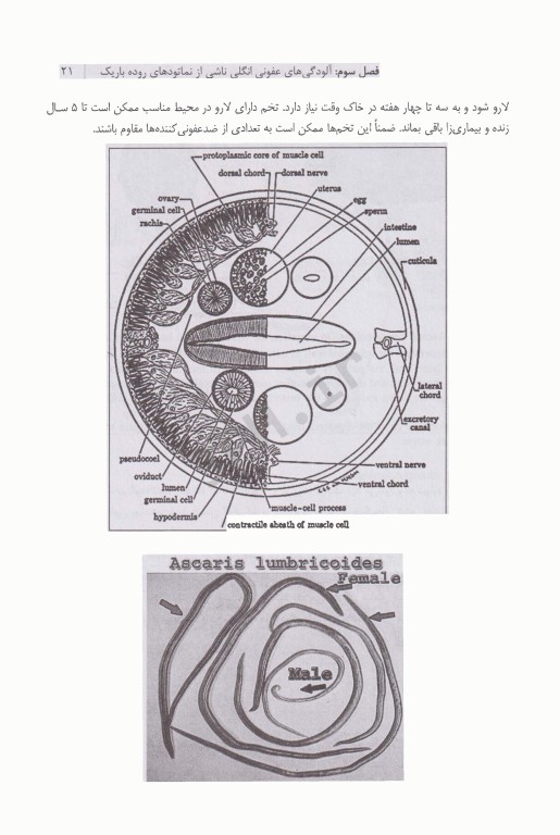 انگل‌شناسی پزشکی بیماری‌های شایع کرمی در ایران