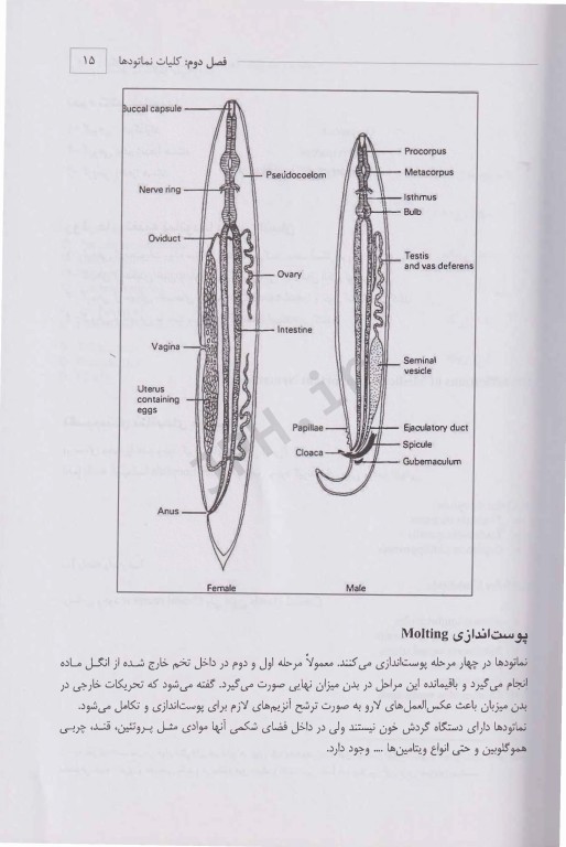 انگل‌شناسی پزشکی بیماری‌های شایع کرمی در ایران