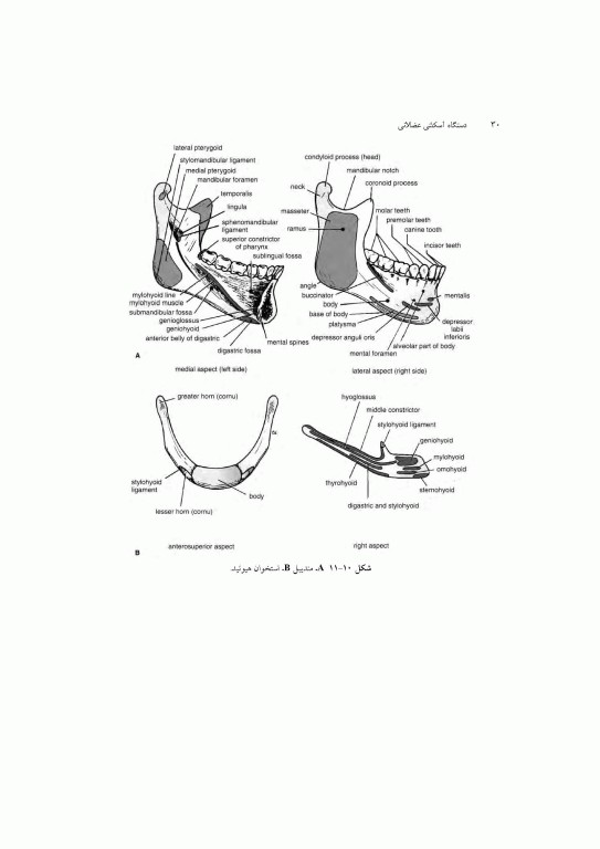 آناتومی سیستمیک اسنل جلد سوم دستگاه اسکلتی عضلانی