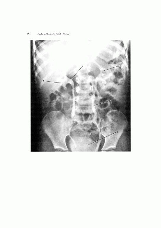 آناتومی سیستمیک اسنل جلد ششم دستگاه ادراری تناسلی دستگاه غدد درون ریز