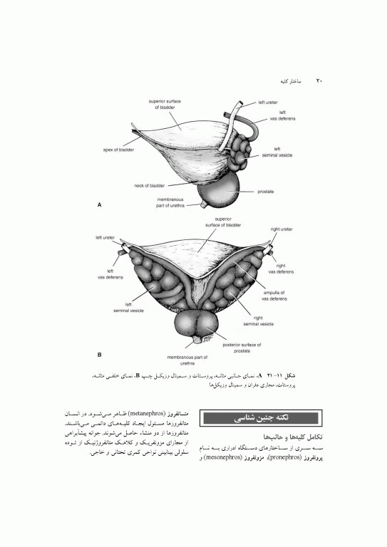 آناتومی سیستمیک اسنل جلد ششم دستگاه ادراری تناسلی دستگاه غدد درون ریز