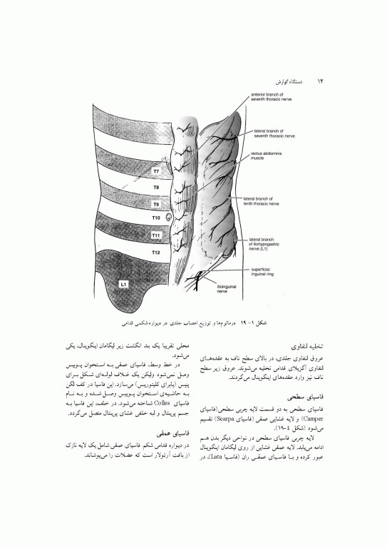 آناتومی سیستمیک اسنل جلد پنجم دستگاه گوارش